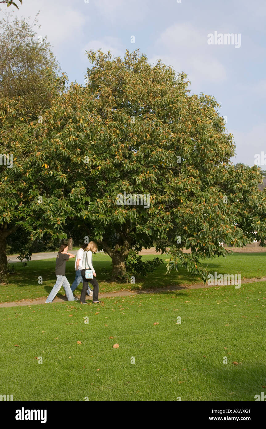 Sweet Chestnut tree (Castanea sativa, family Fagaceae) in full fruit october aberystwyth