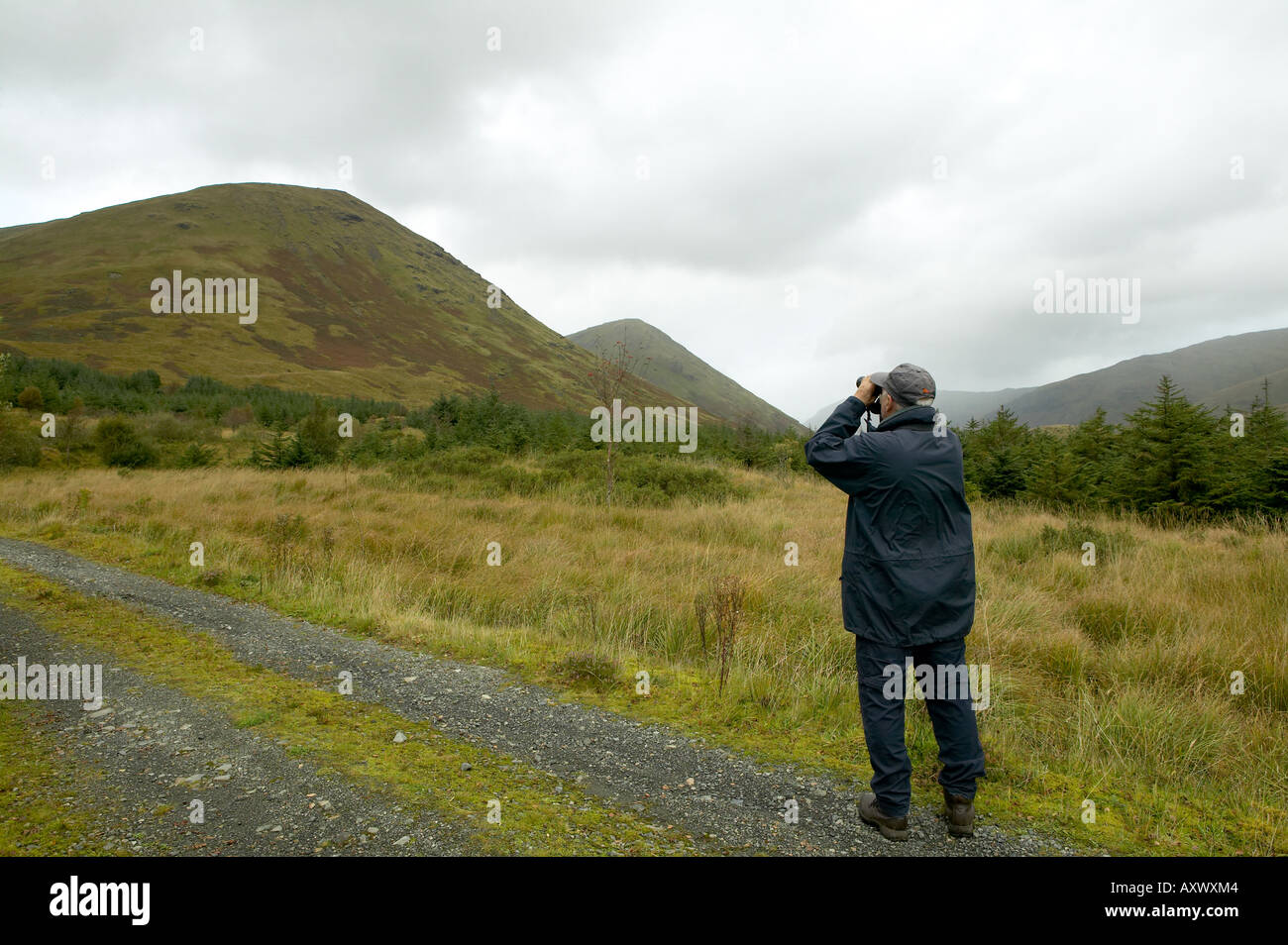 Watching For Golden Eagle In Glen More Mountains On The Isle