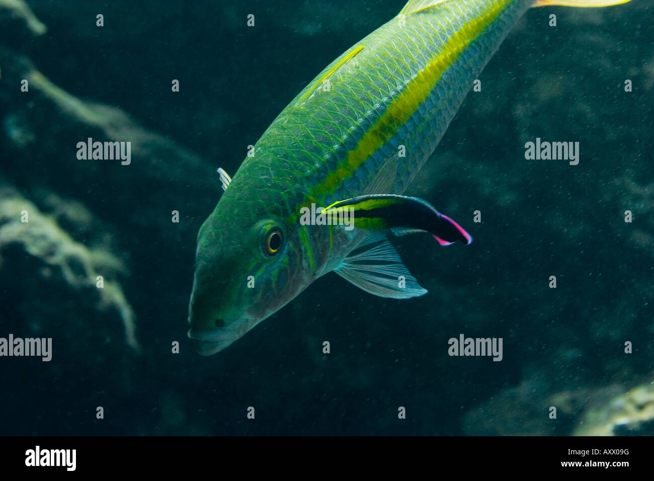 The Yellow Goatfish (Mulloidichthys martinicus) and hawaiian cleaner wrasse (Labroides phthirophagus) in Maui, Hawaii Stock Photo