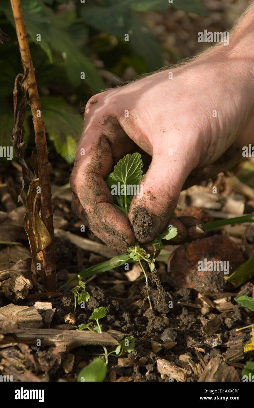Gardener pulling weeds in flower bed Stock Photo - Alamy