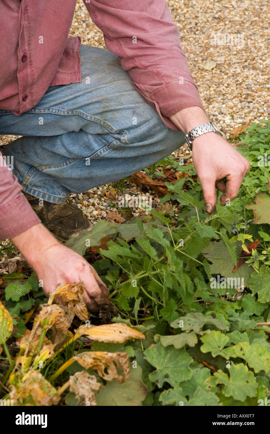 Gardener pulling weeds in flower bed Stock Photo - Alamy