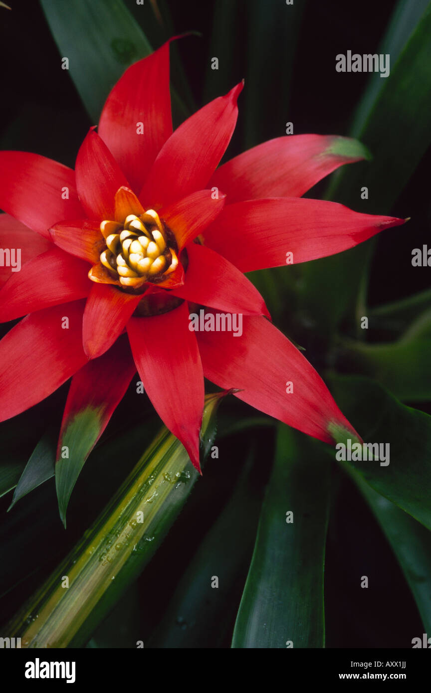 Red and green bromeliad plant in flower Stock Photo
