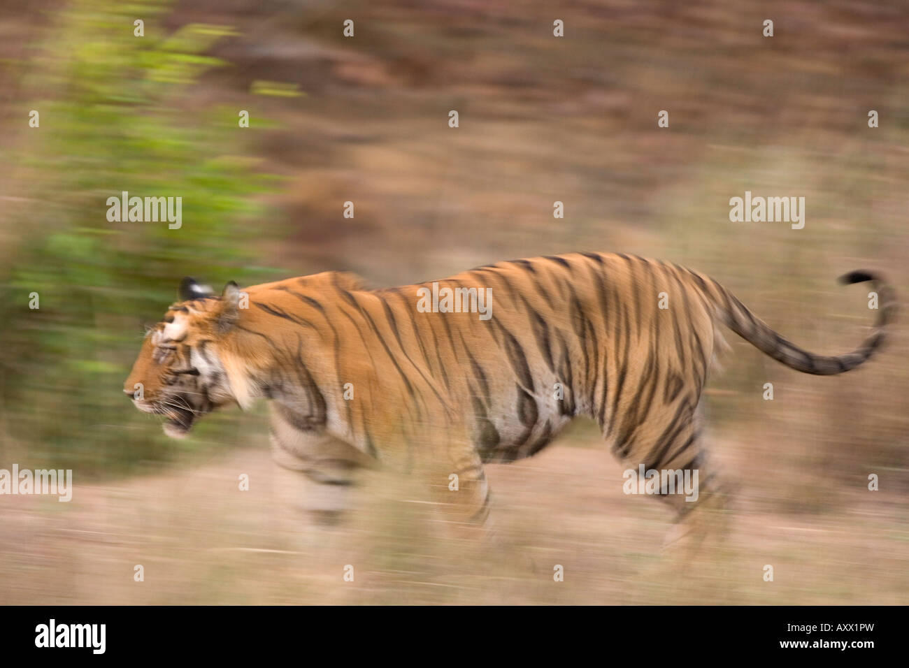 Bengal tiger, Panthera tigris tigris, Bandhavgarh National Park, Madhya Pradesh, India, Asia Stock Photo