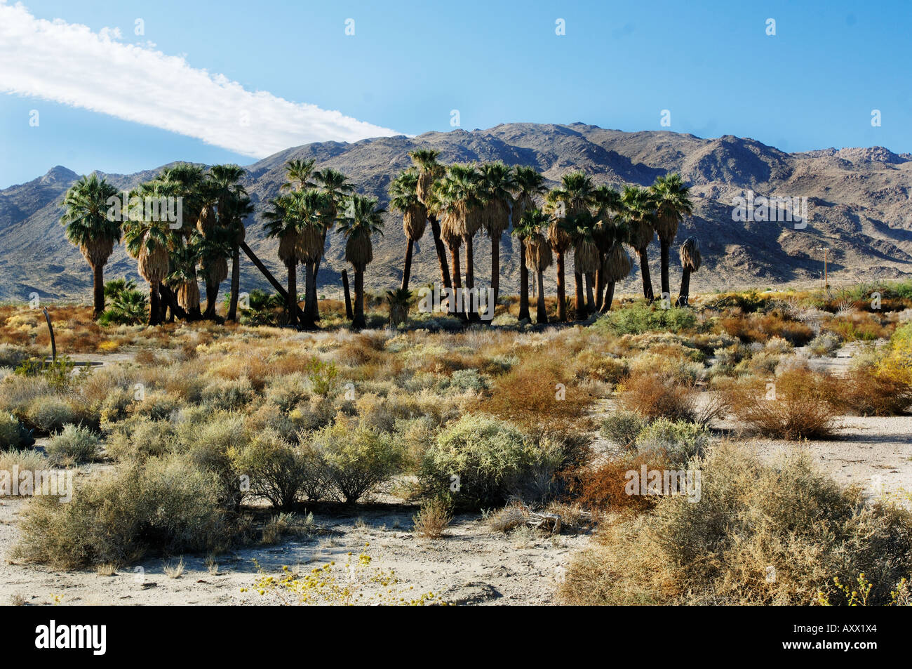 Oasis of Mara in Twentynine Palms, near Joshua Tree National Park in ...