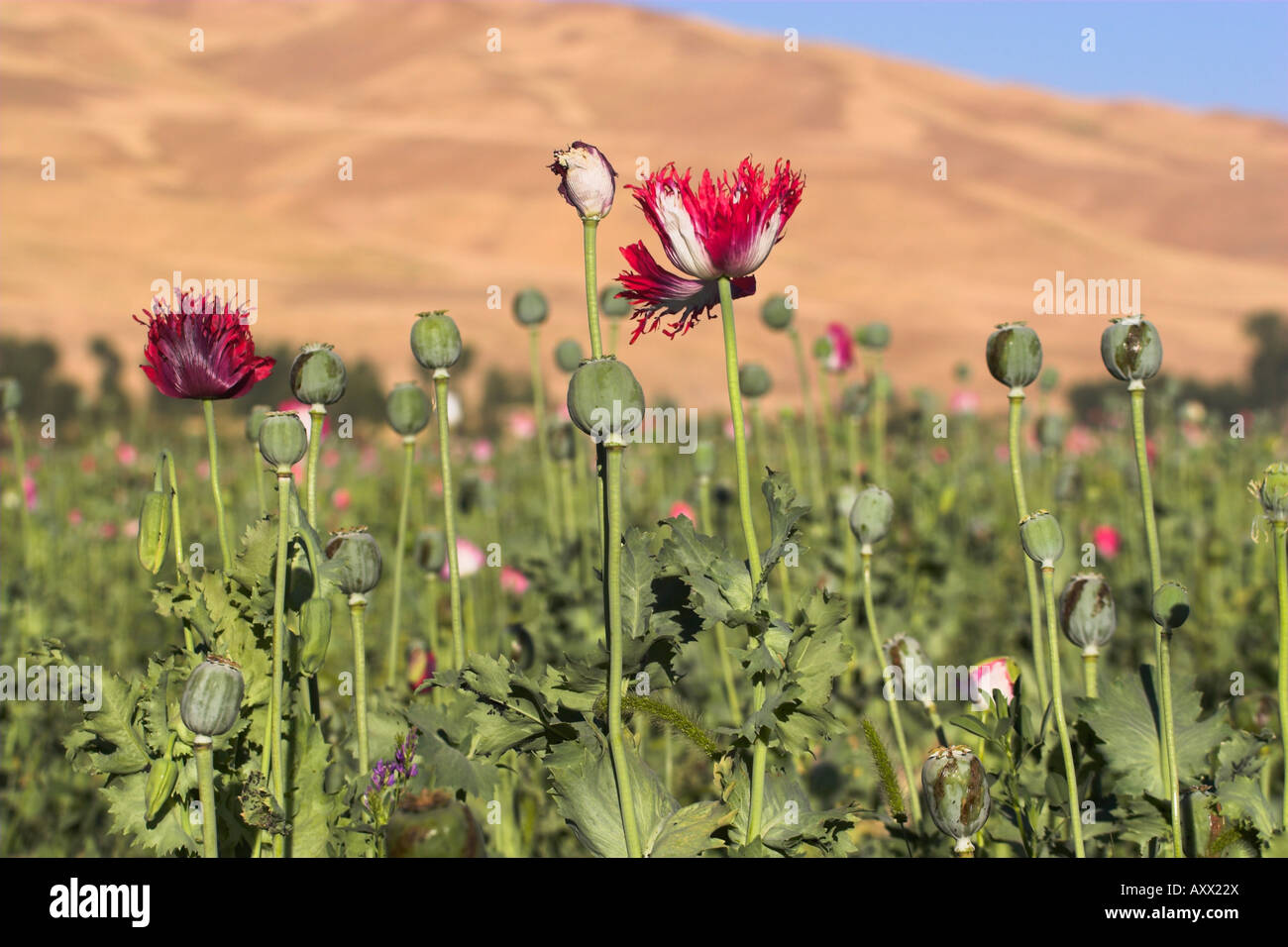 Poppy field between Daulitiar and Chakhcharan, Afghanistan, Asia Stock Photo