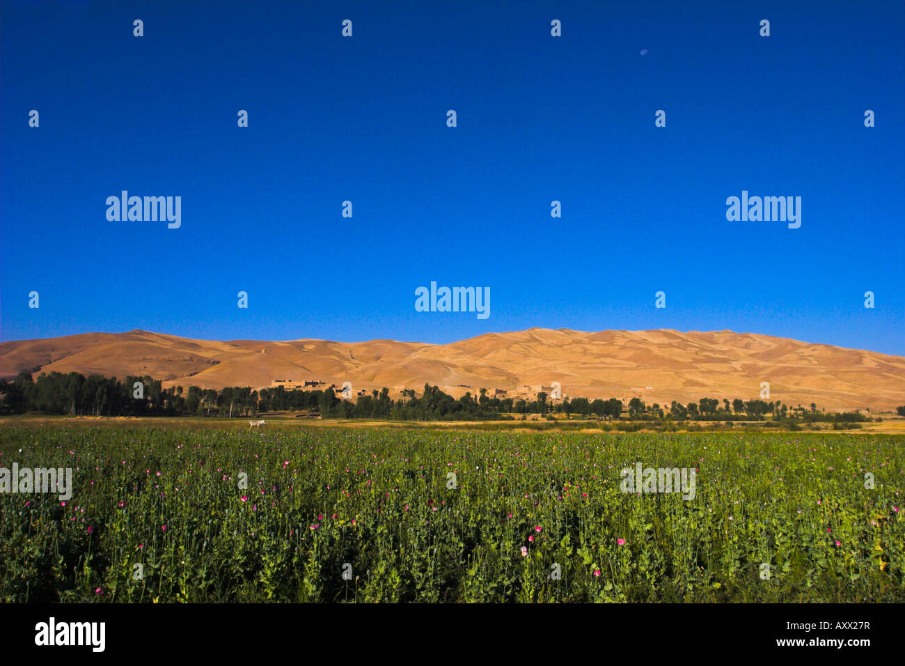 Poppy field between Daulitiar and Chakhcharan, Afghanistan, Asia Stock Photo