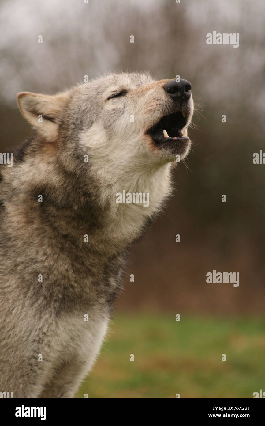 Wolf Howling, Canis lupus, Grey wolf Stock Photo