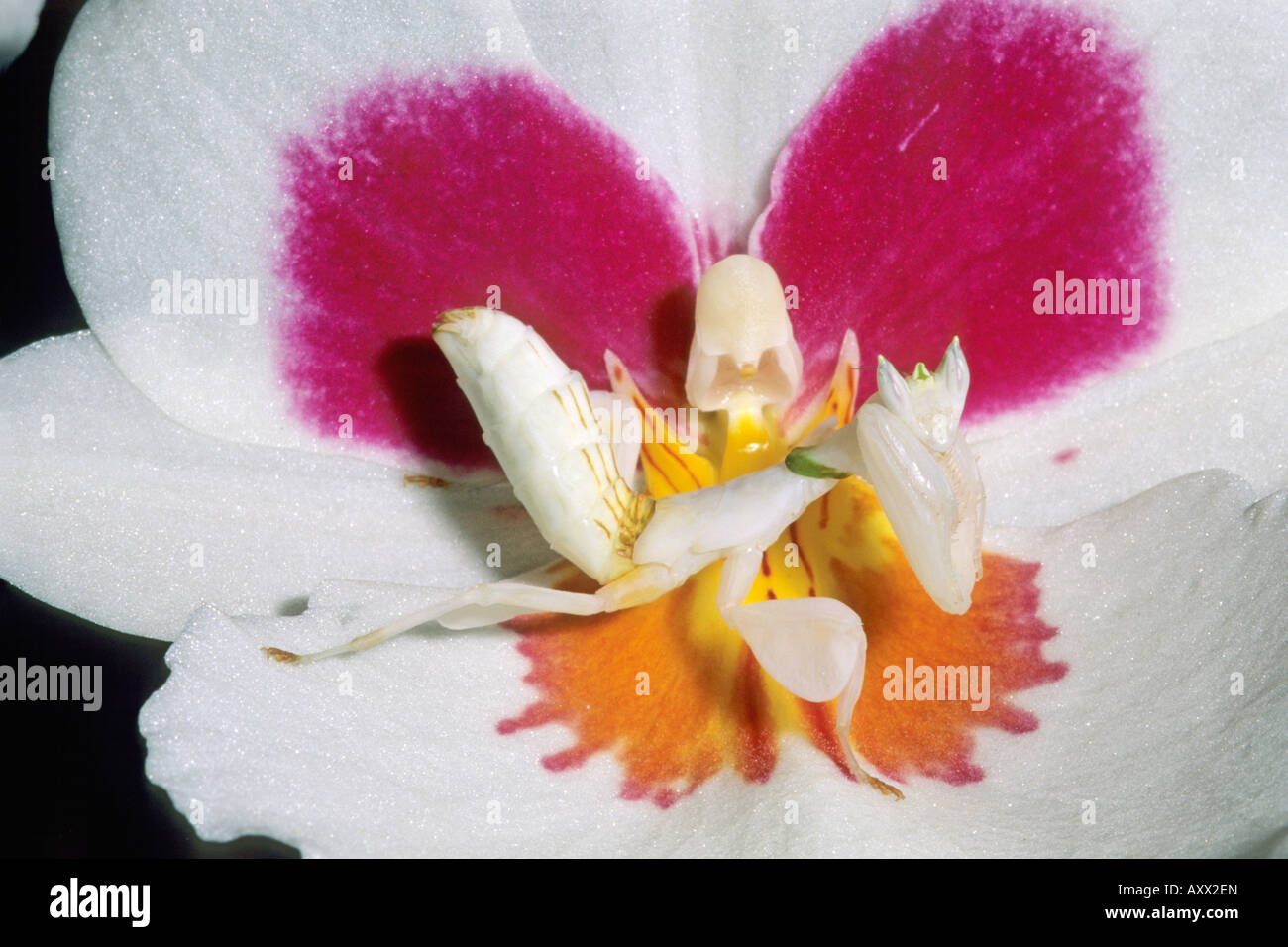 Orchid Mantis Hymenopus coronatus sitting well camouflaged in an orchid blossom Stock Photo