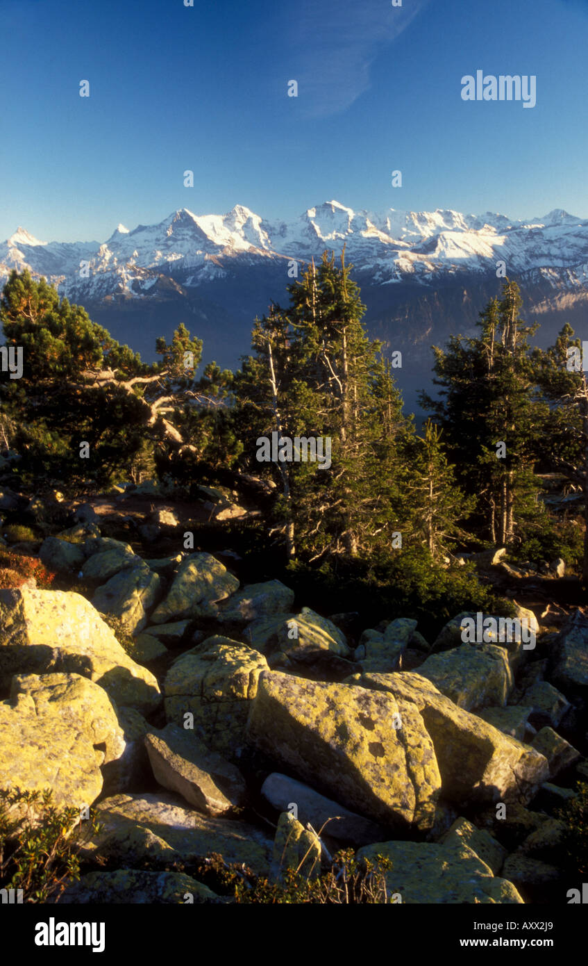 Lychen covered boulders along ridge of Niedderhorn with Bernese alps Mtns Eiger Moench and Jungfrau Swiss alps Switzerland Stock Photo