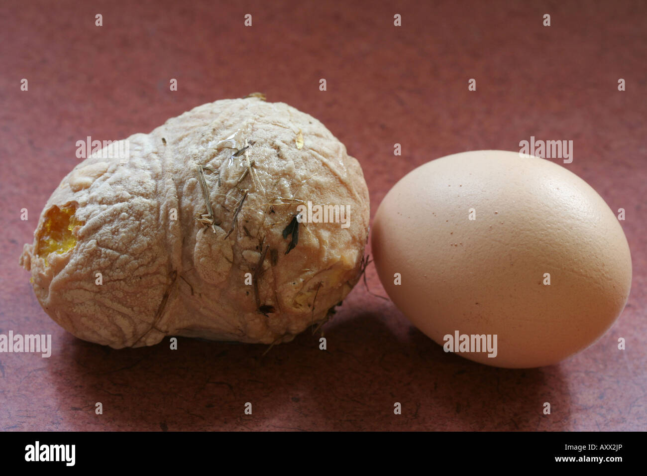 Deformed egg from an internal laying hen (left) and normal egg (right