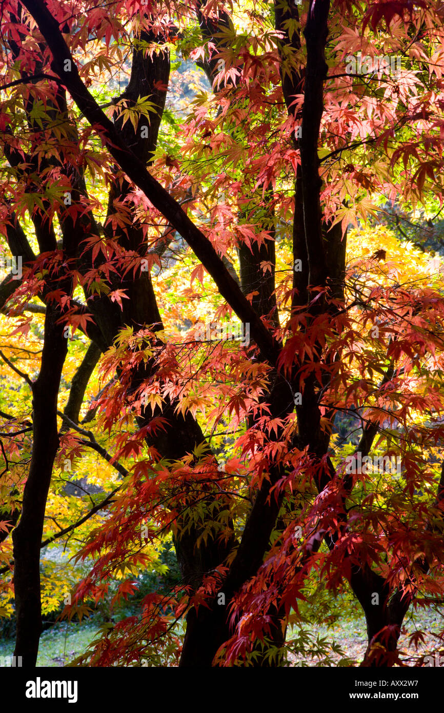 Maple Trees in Autumn Colour Stock Photo
