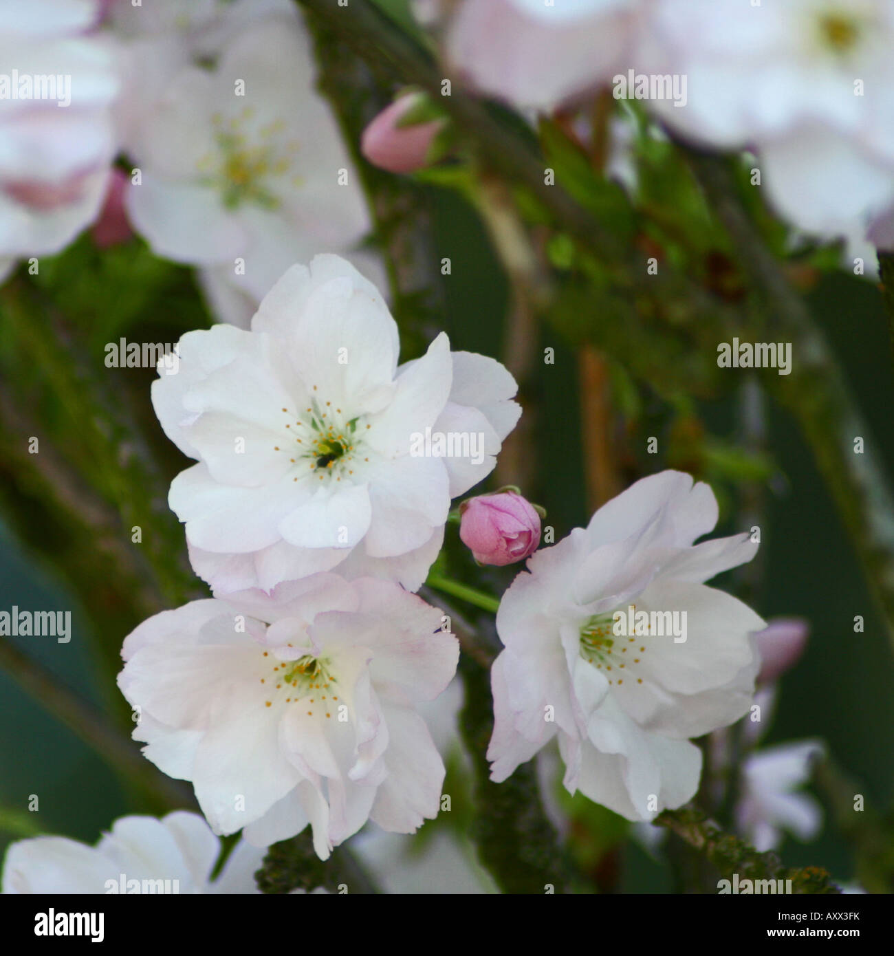 Japanese Cherry - Prunus serrulata Stock Photo