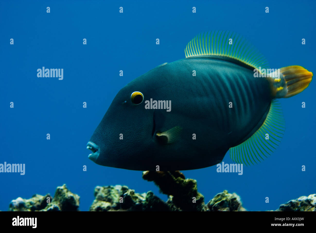 black triggerfish (Melichthys niger) called Humuhumu'ele'ele swimming in Maui Stock Photo