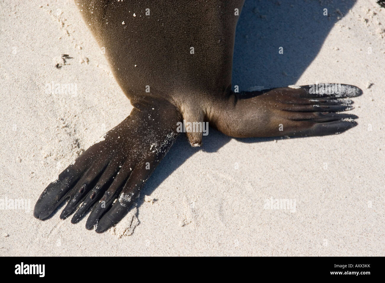 Rear flipper of a Galapagos sea lion Stock Photo