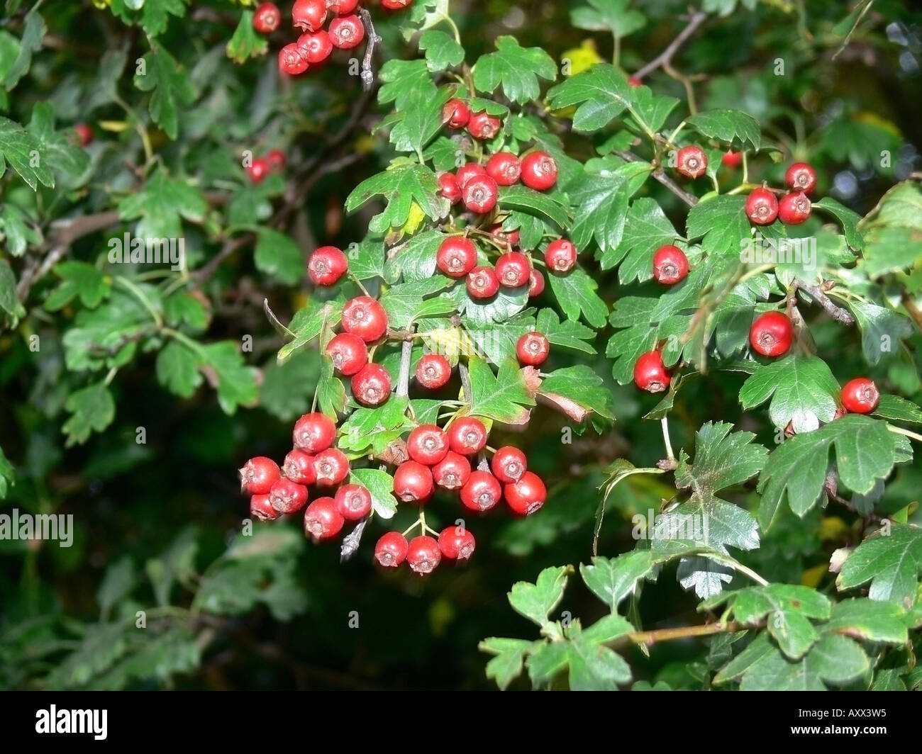 Define Haw Hawthorn berries isolated on hi-res stock photography and images - Alamy