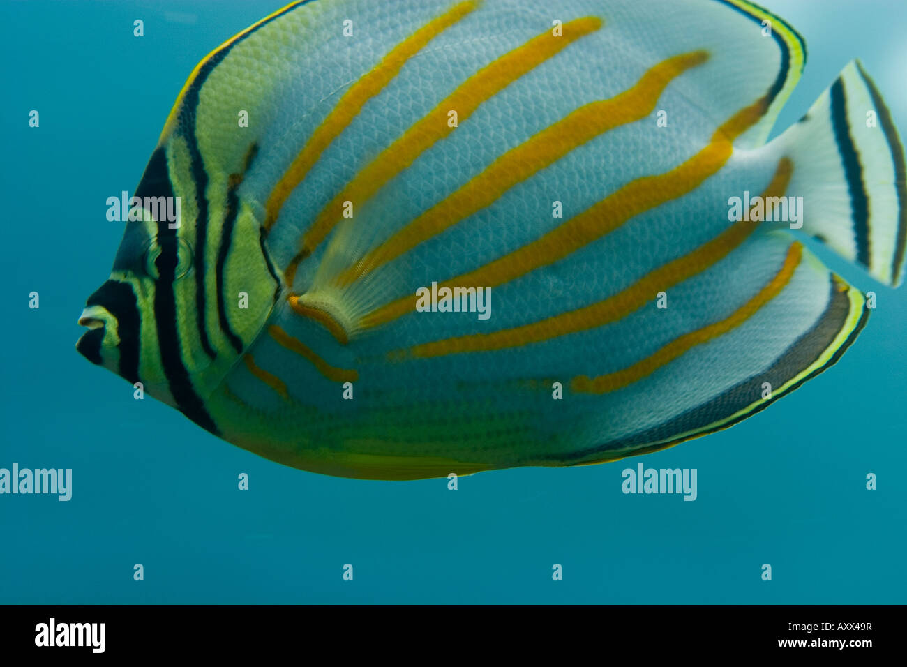 ornate butterflyfish (Chaetodon ornatissimus Cuvier) Stock Photo