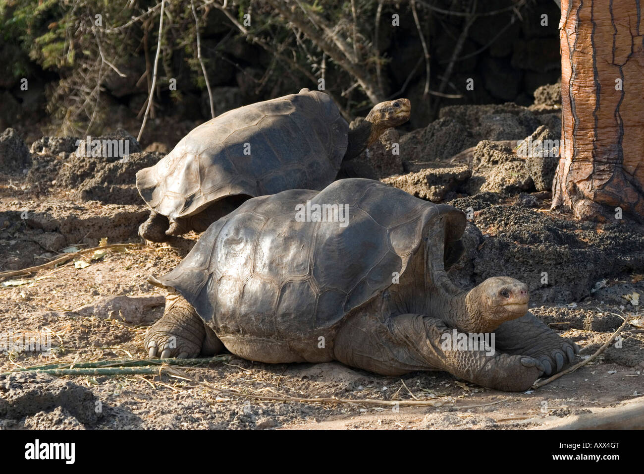 Lonesome George The only one from his race of Galapagos Island,isle pinta, tortoise Stock Photo