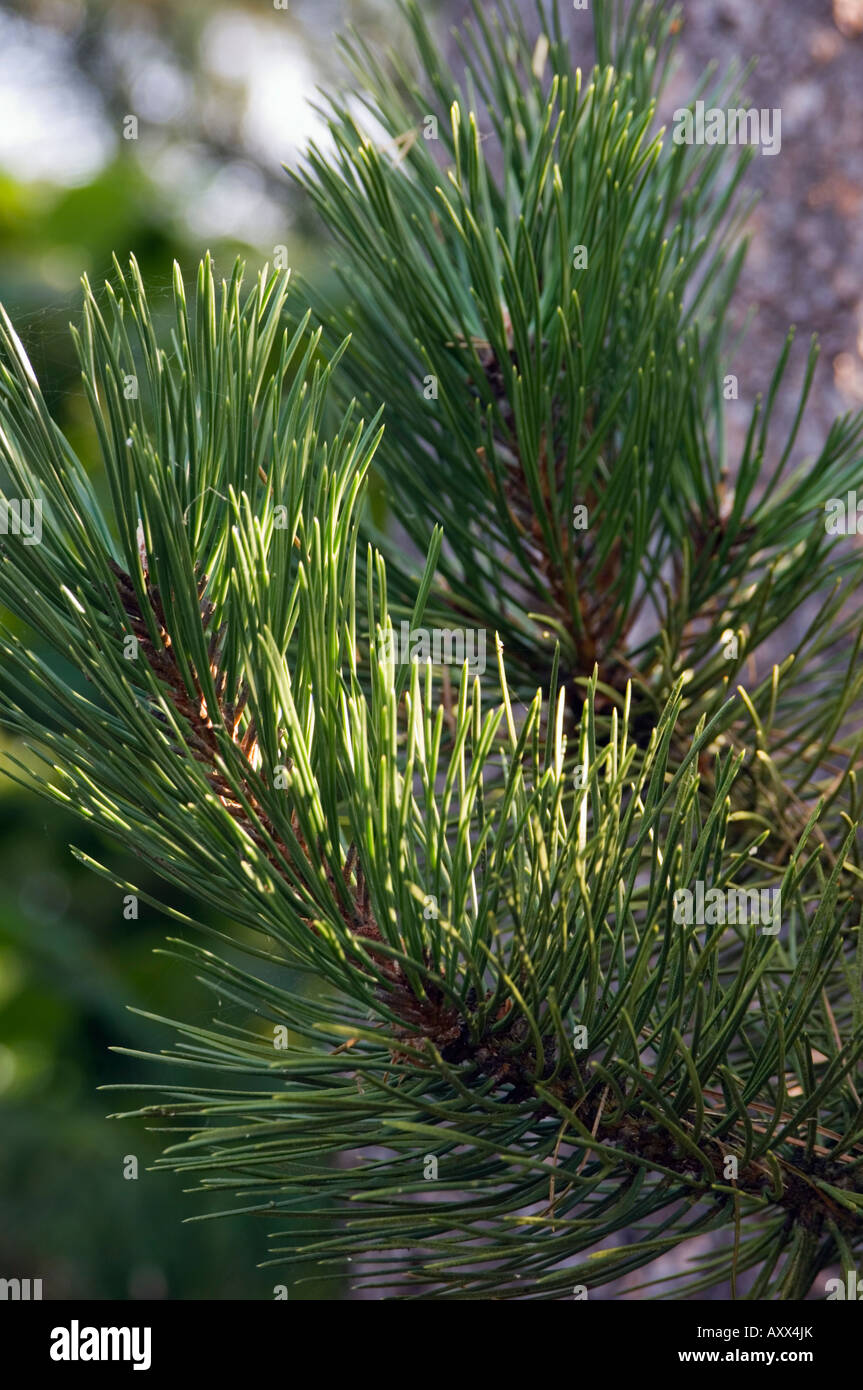 Close up of Scots Pine leaves or needles, Pinus sylvestris Stock Photo