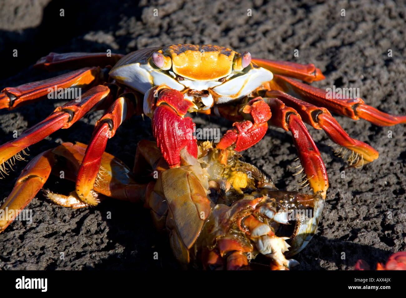 Sally lightfoot crab feeds on a dead crab Stock Photo