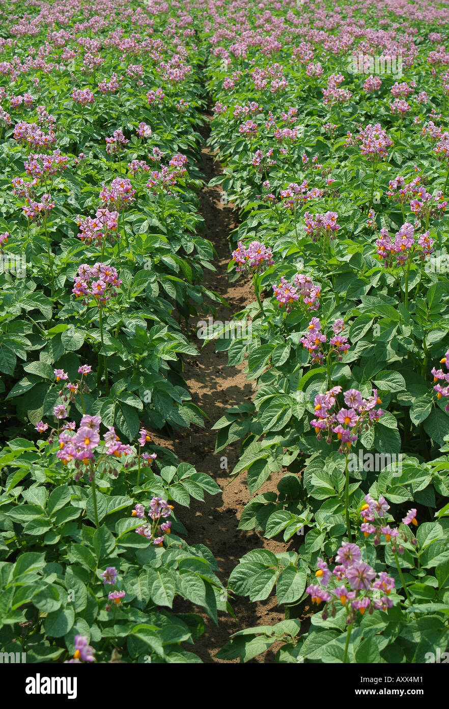 flowering potato crop, norfolk, england Stock Photo