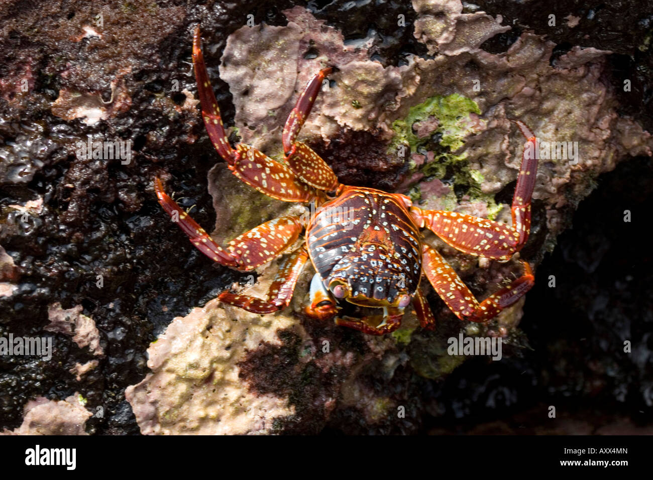 Sally light foot crab looks for algae Stock Photo
