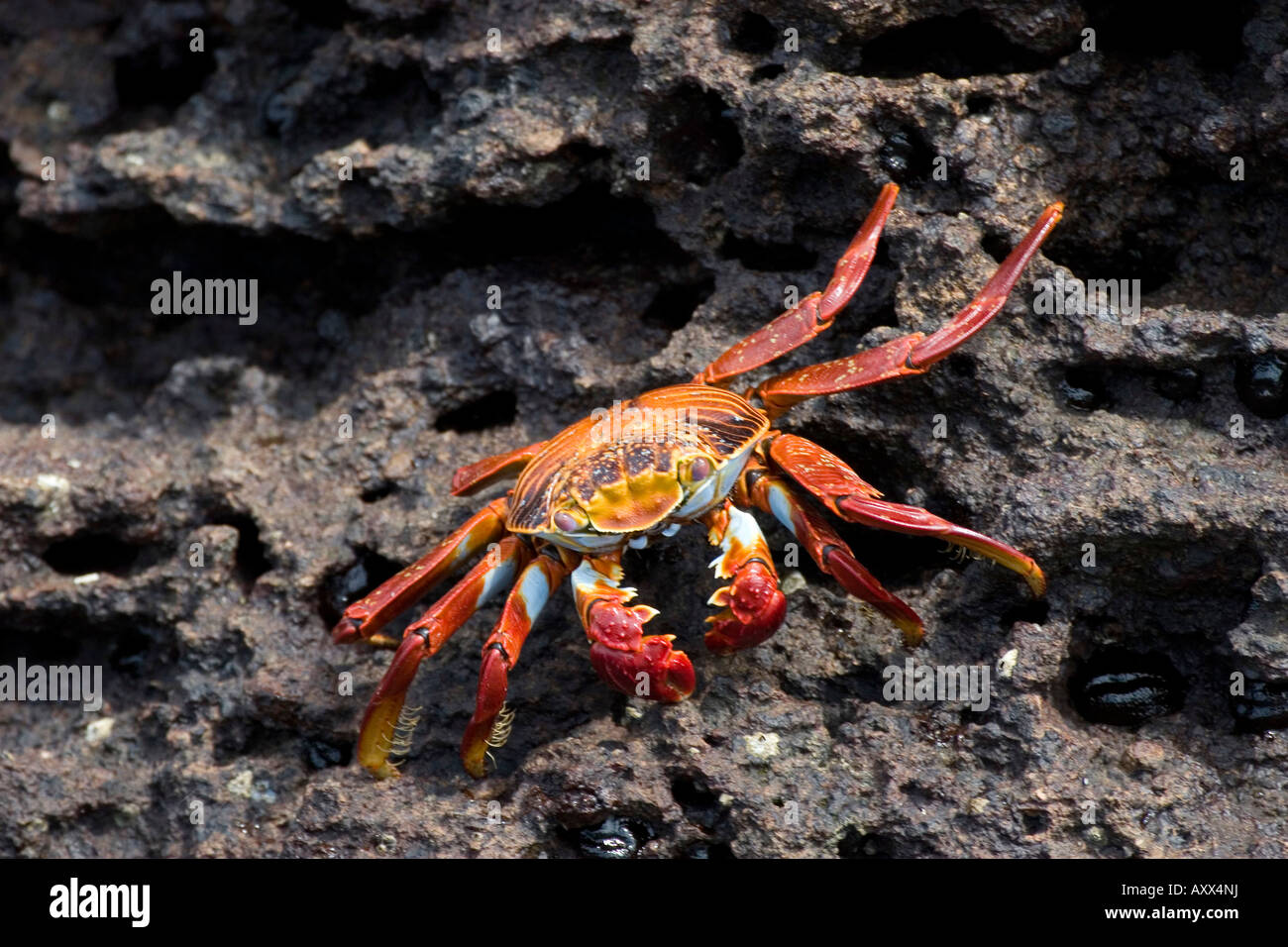 Sally lightfoot crab looks for algae Stock Photo