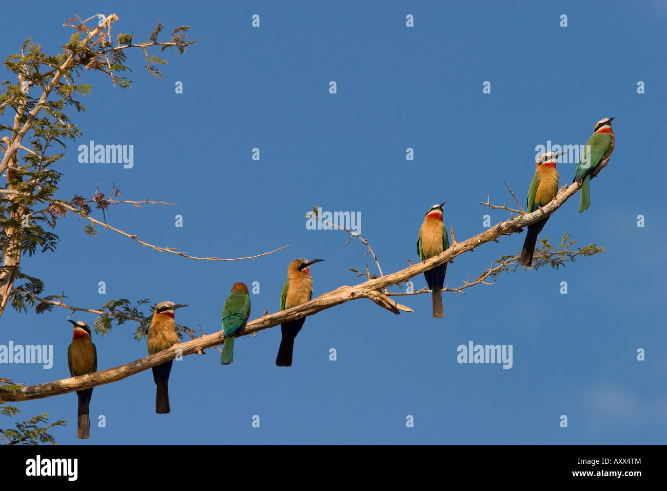 White-fronted bee-eaters, Merops bullockoides, Chobe National Park ...