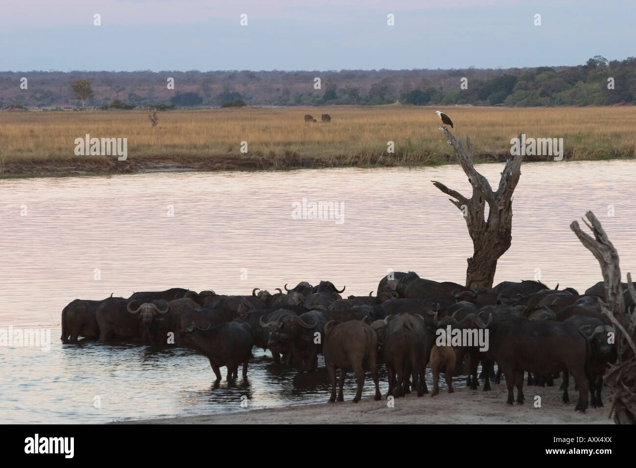African buffalos, Syncerus caffer, Chobe River, Chobe National Park, Botswana, Africa Stock Photo
