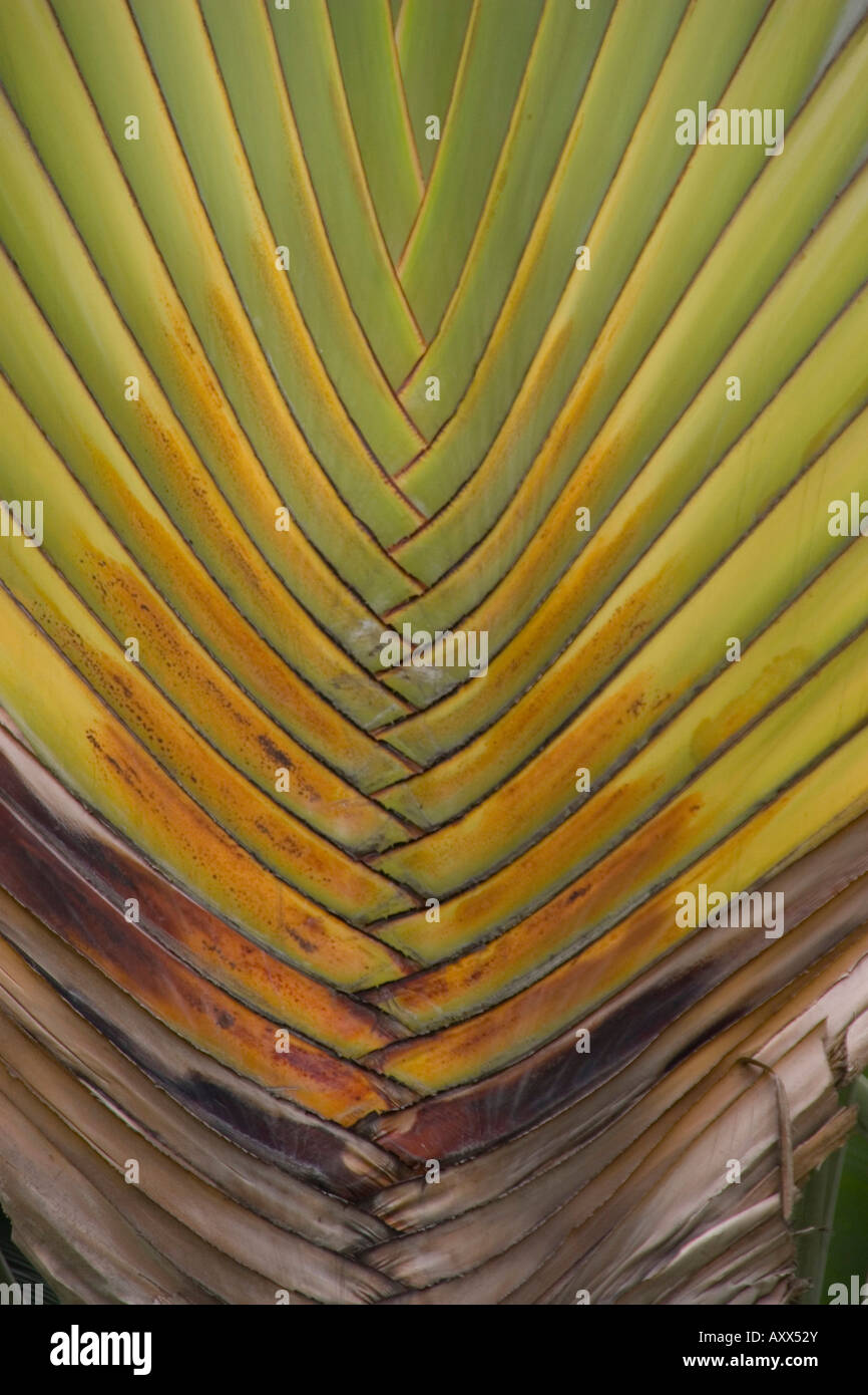 palm leaf patten Stock Photo