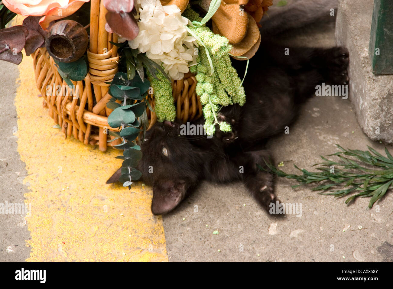 kitten plays with flower arrangement Stock Photo
