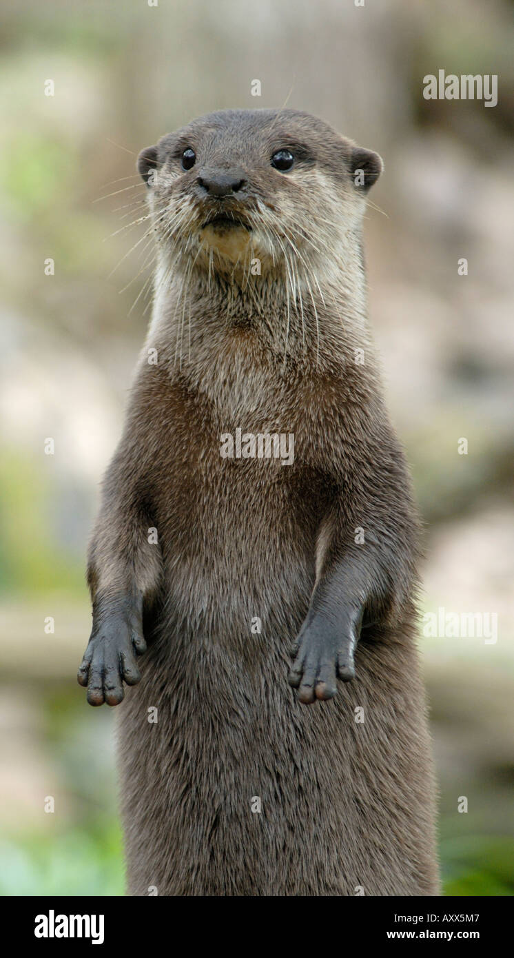 Oriental Small-Clawed Otter Stock Photo