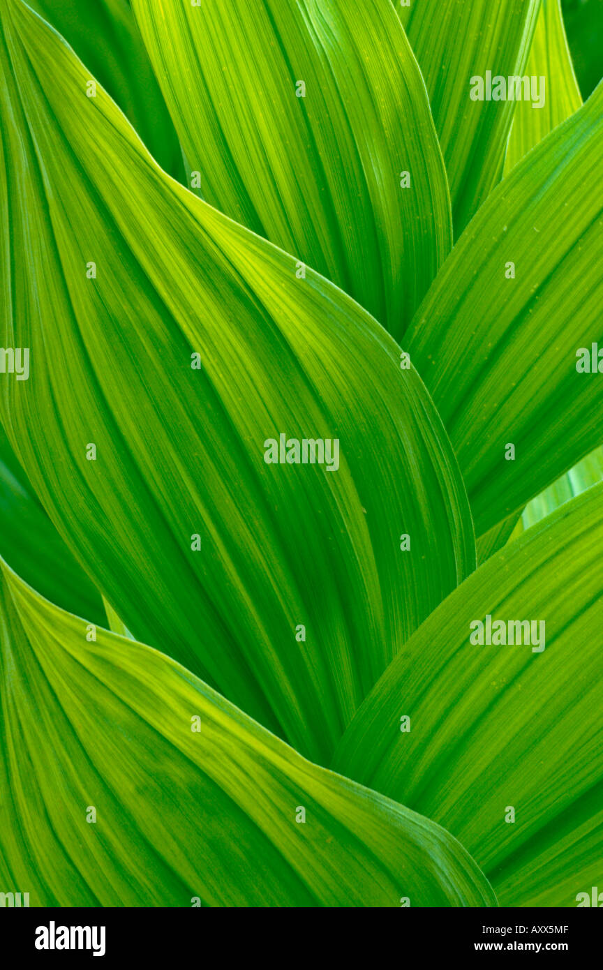 Green Corn Lily plant leaf detail in meadow near Dorst Creek Sequoia