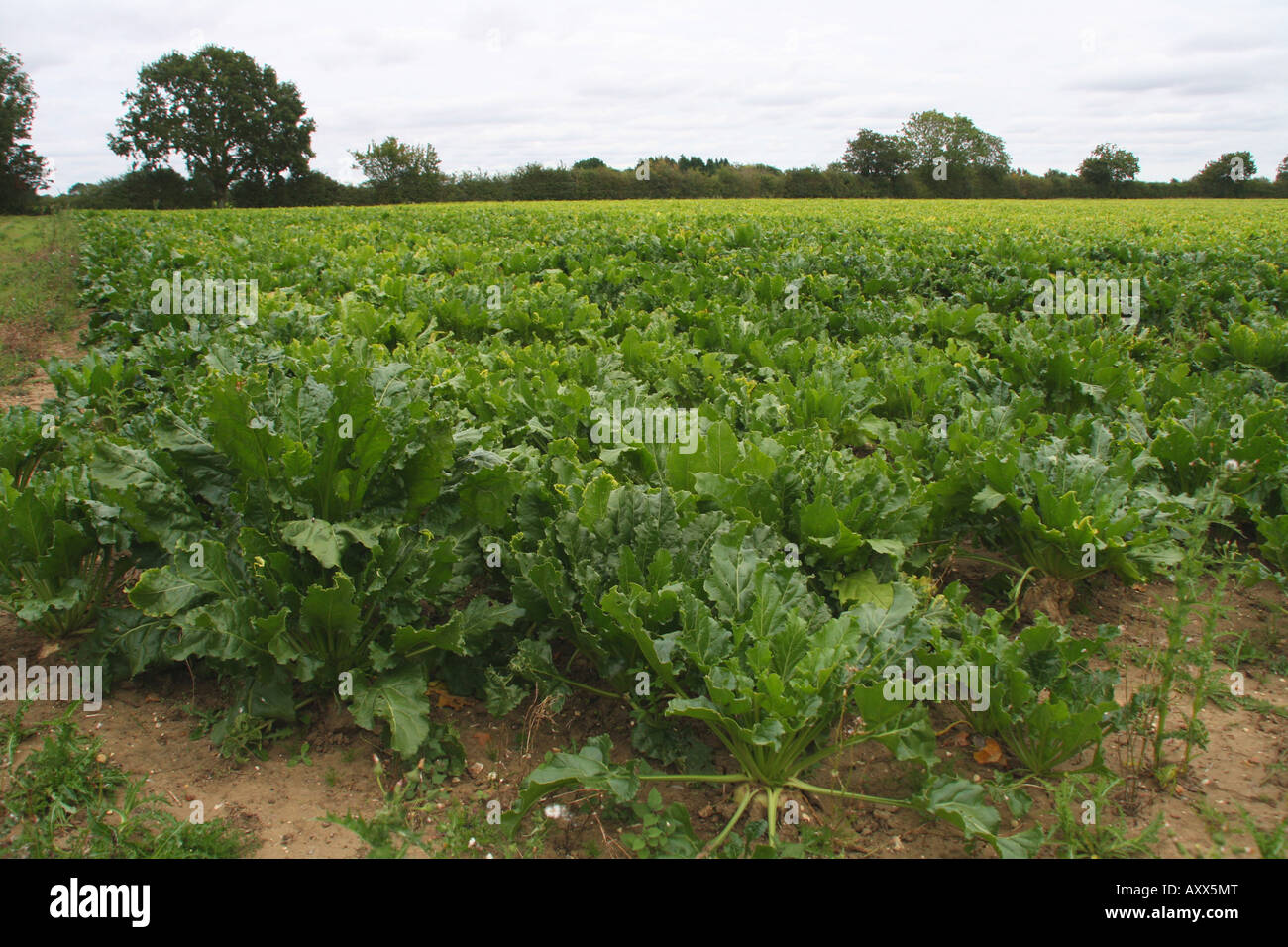 Sugar beet field Stock Photo