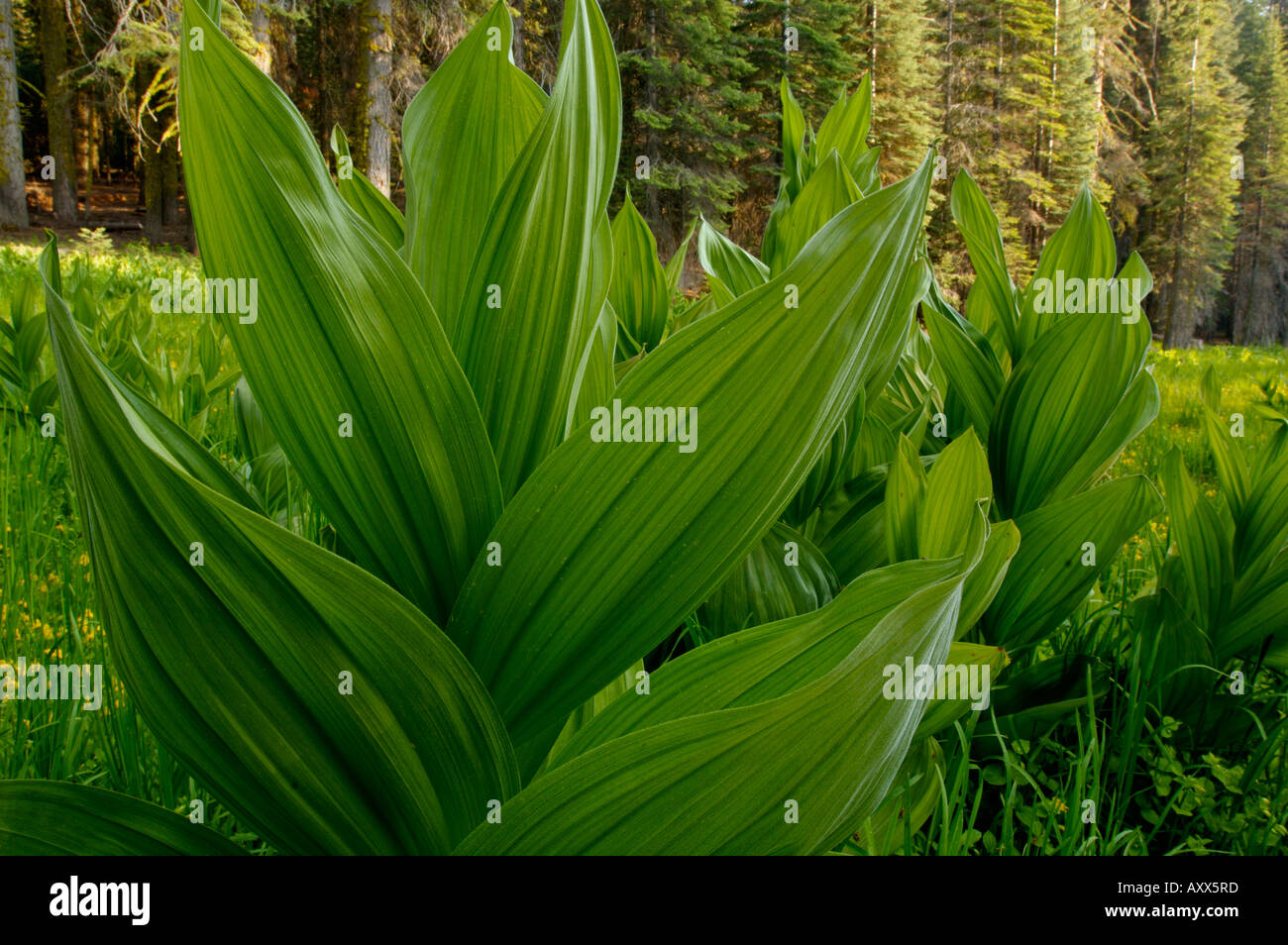 Green Corn Lily plant in forest meadow near Dorst Creek Sequoia