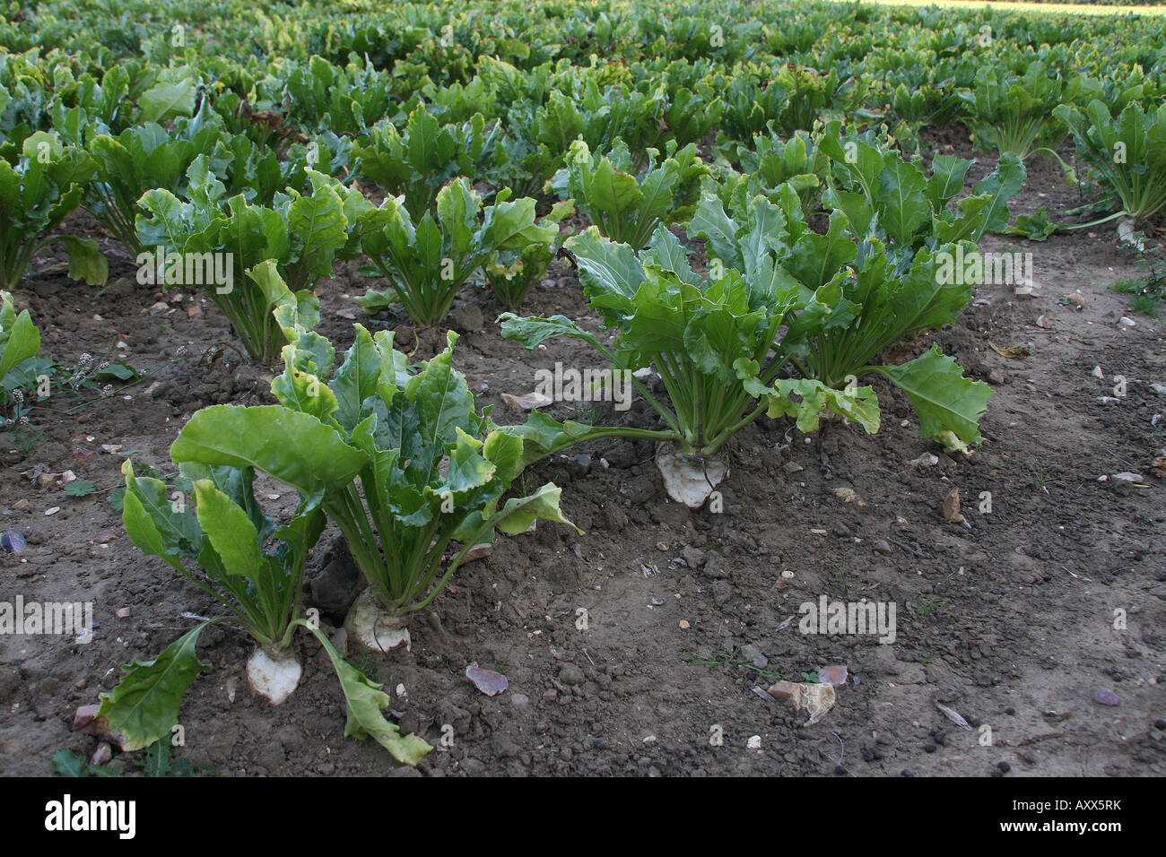 Rabbit Damage Stock Photos & Rabbit Damage Stock Images Alamy