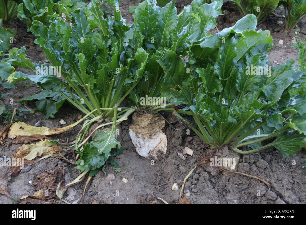 Rabbit damage to sugar beet Stock Photo