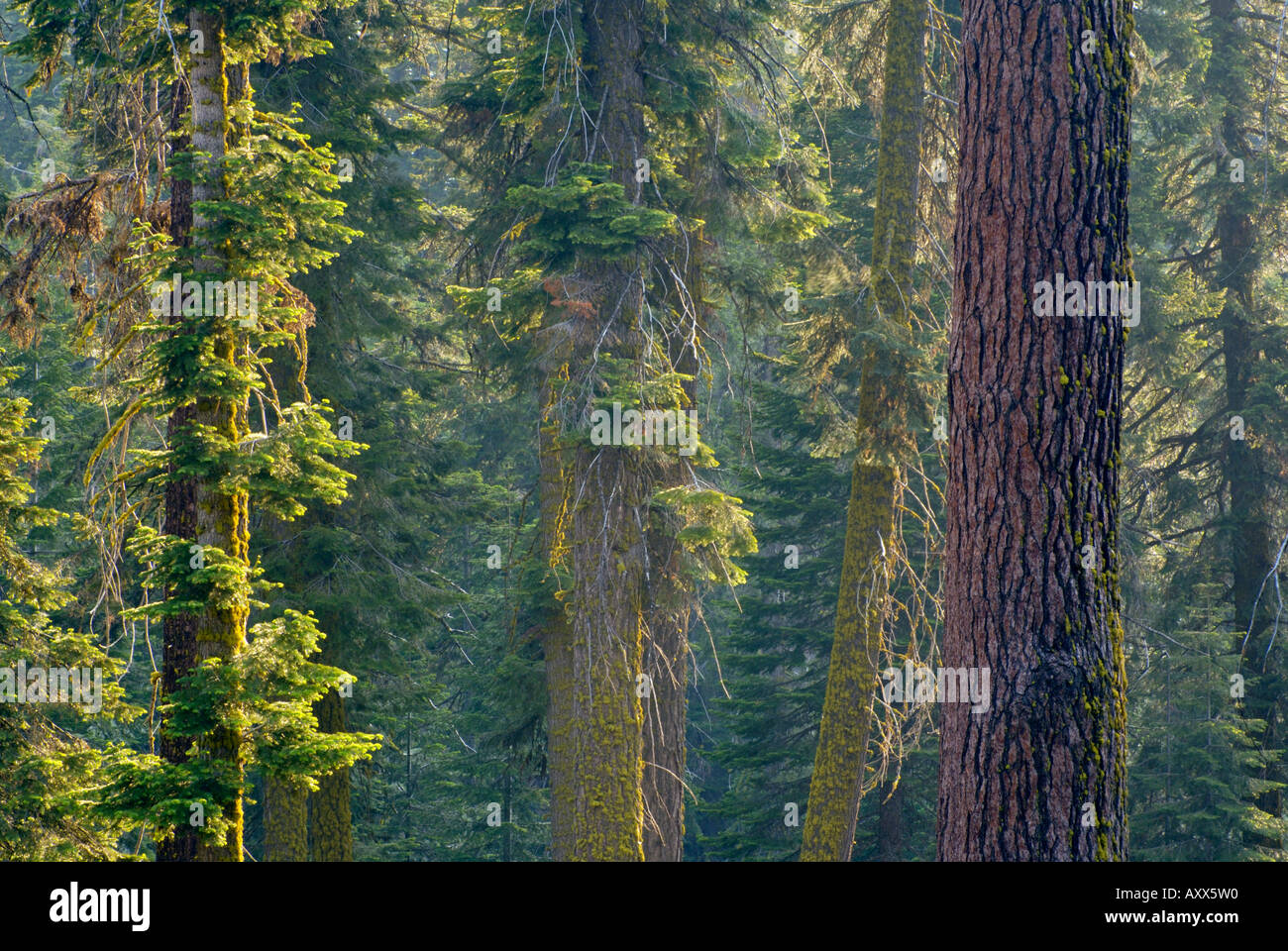 Sunlight in mixed Conifer Forest at Dorst Creek Sequoia National Park