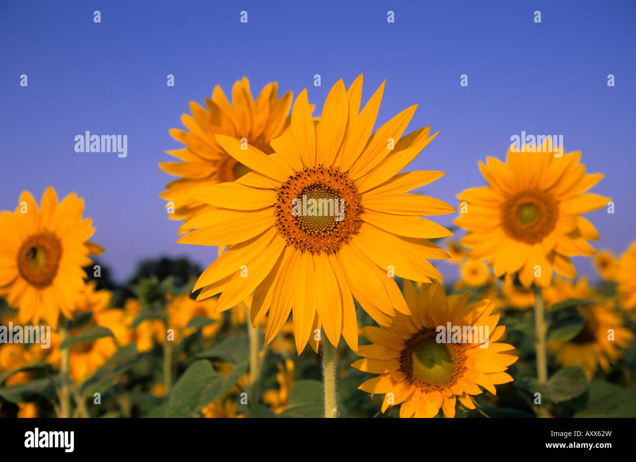 Sunflower, (Helianthus spec), Bielefeld, NRW, Germany Stock Photo