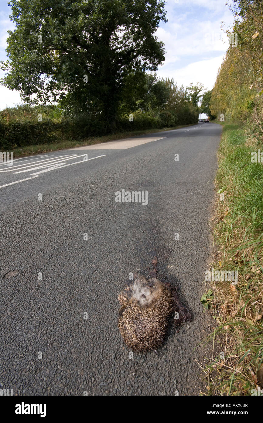 Hedgehog road casualty Stock Photo Alamy