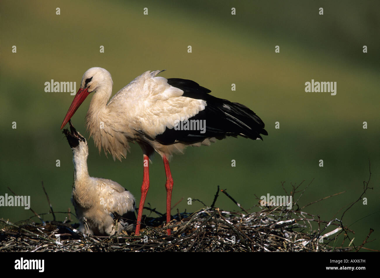White Stork, (Ciconia ciconia), Joessen, NRW, Germany Stock Photo