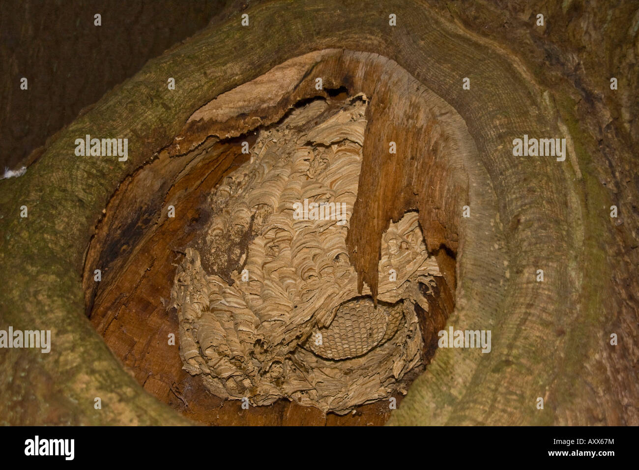 Hornet Nest In Oak Tree Stock Photo Alamy