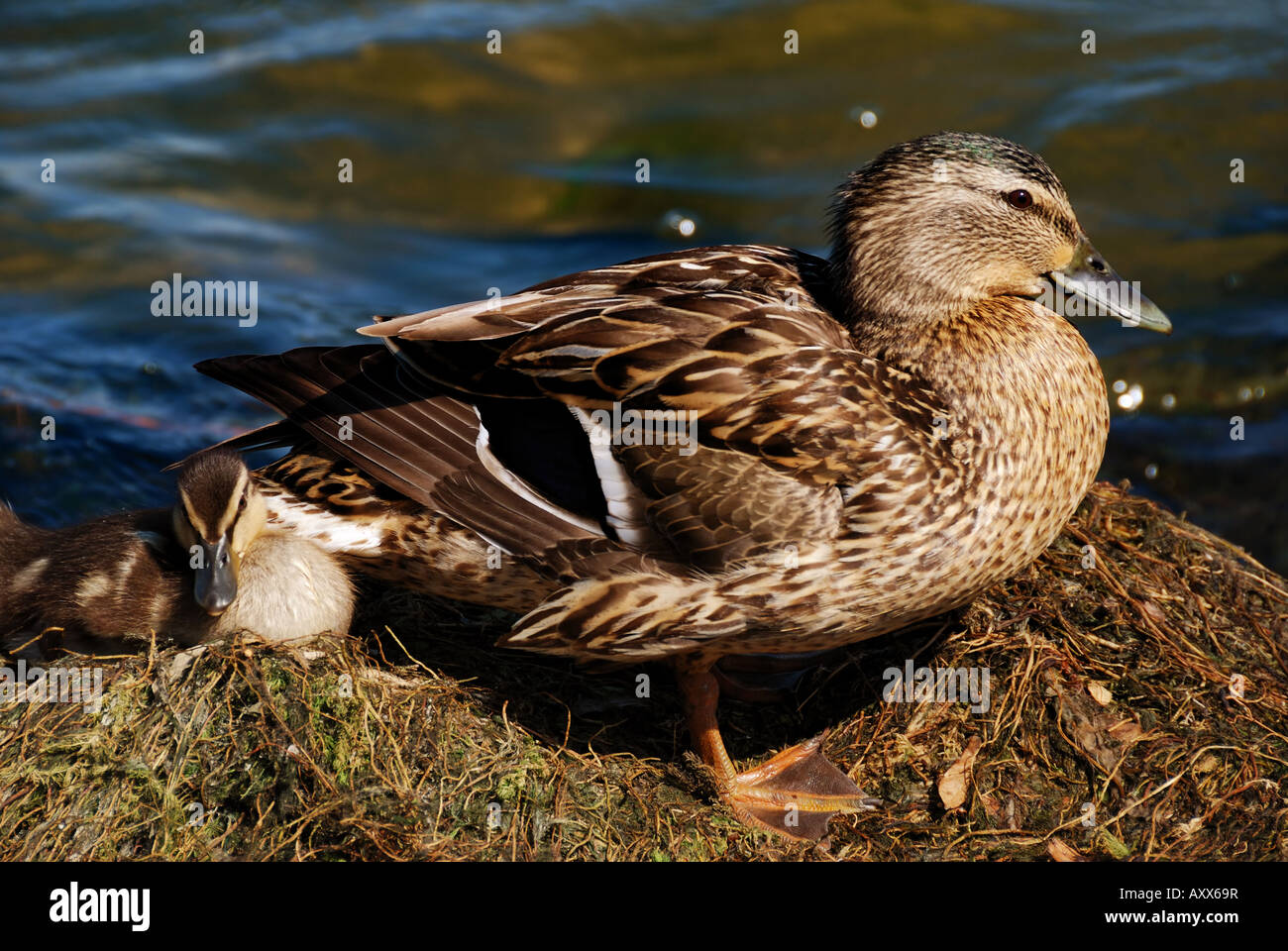 Duck and Duckling. Stock Photo