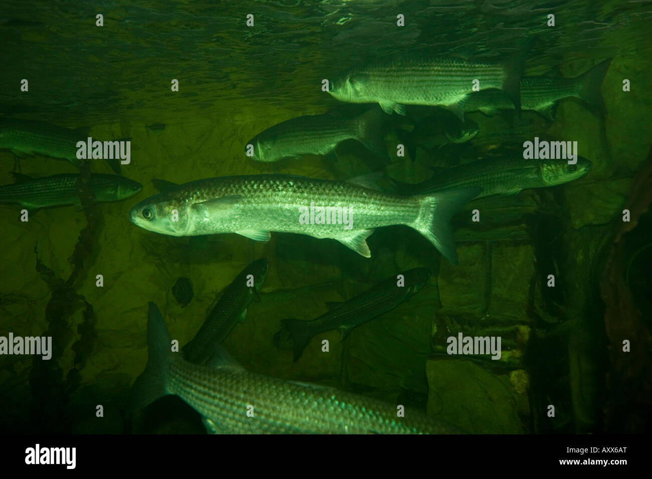 Shoal of Grey Mullet Stock Photo