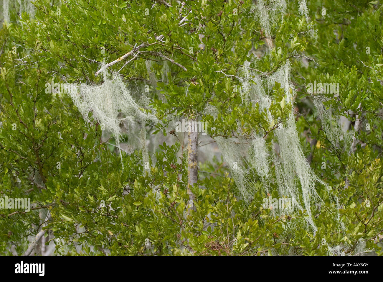 Liverwort grows on Galapagos tree Stock Photo
