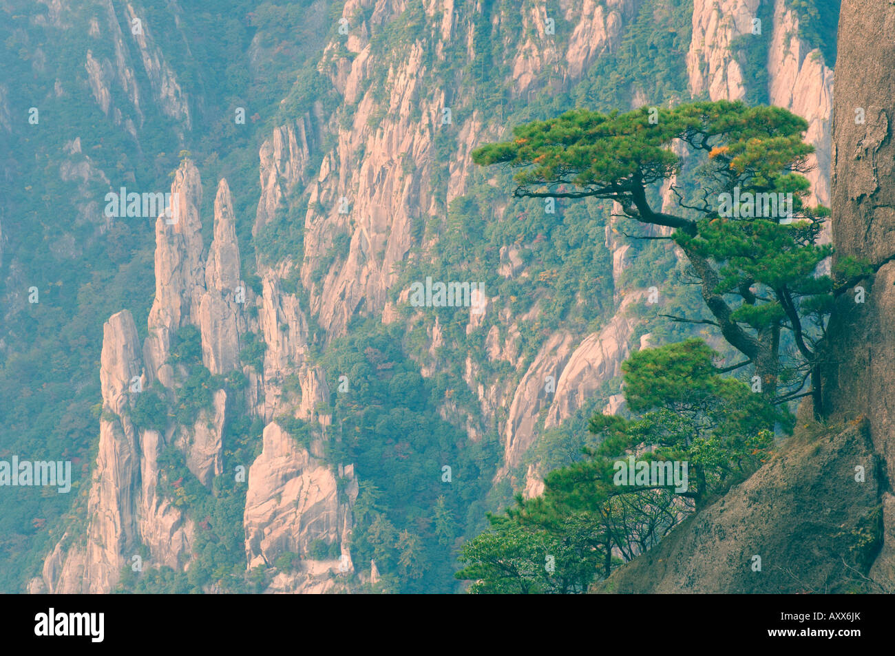 Rocks and pine trees, White Cloud scenic area, Huang Shan (Yellow Mountain), UNESCO World Heritage Site, Anhui Province, China Stock Photo