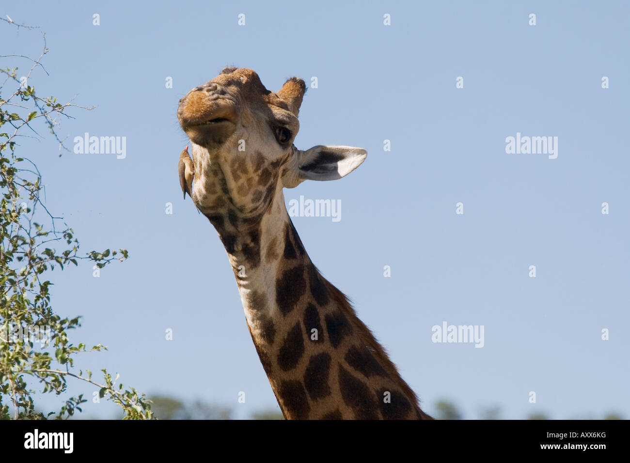 A giraffe and a red-billed oxpecker Giraffa camelopardalis Stock Photo