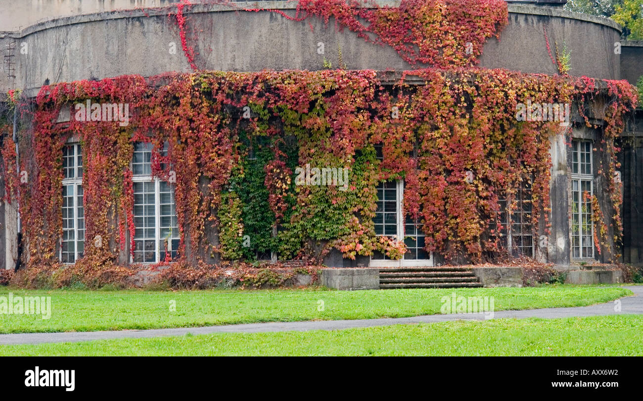 Building coverd with virginia creeper turning red in autumn Parthenocissus quinquefolia Stock Photo