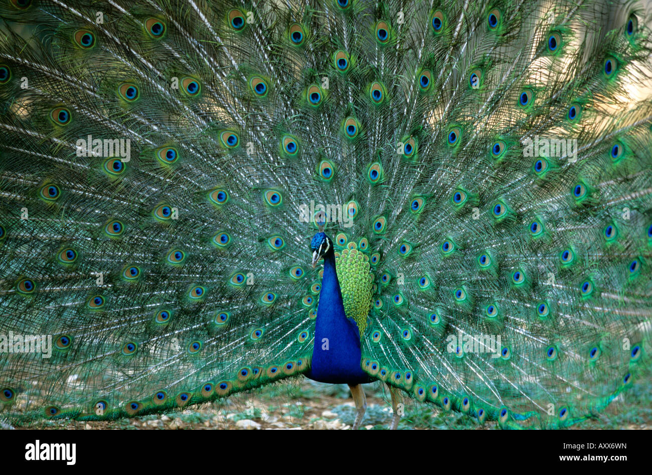 Peacock displaying Stock Photo