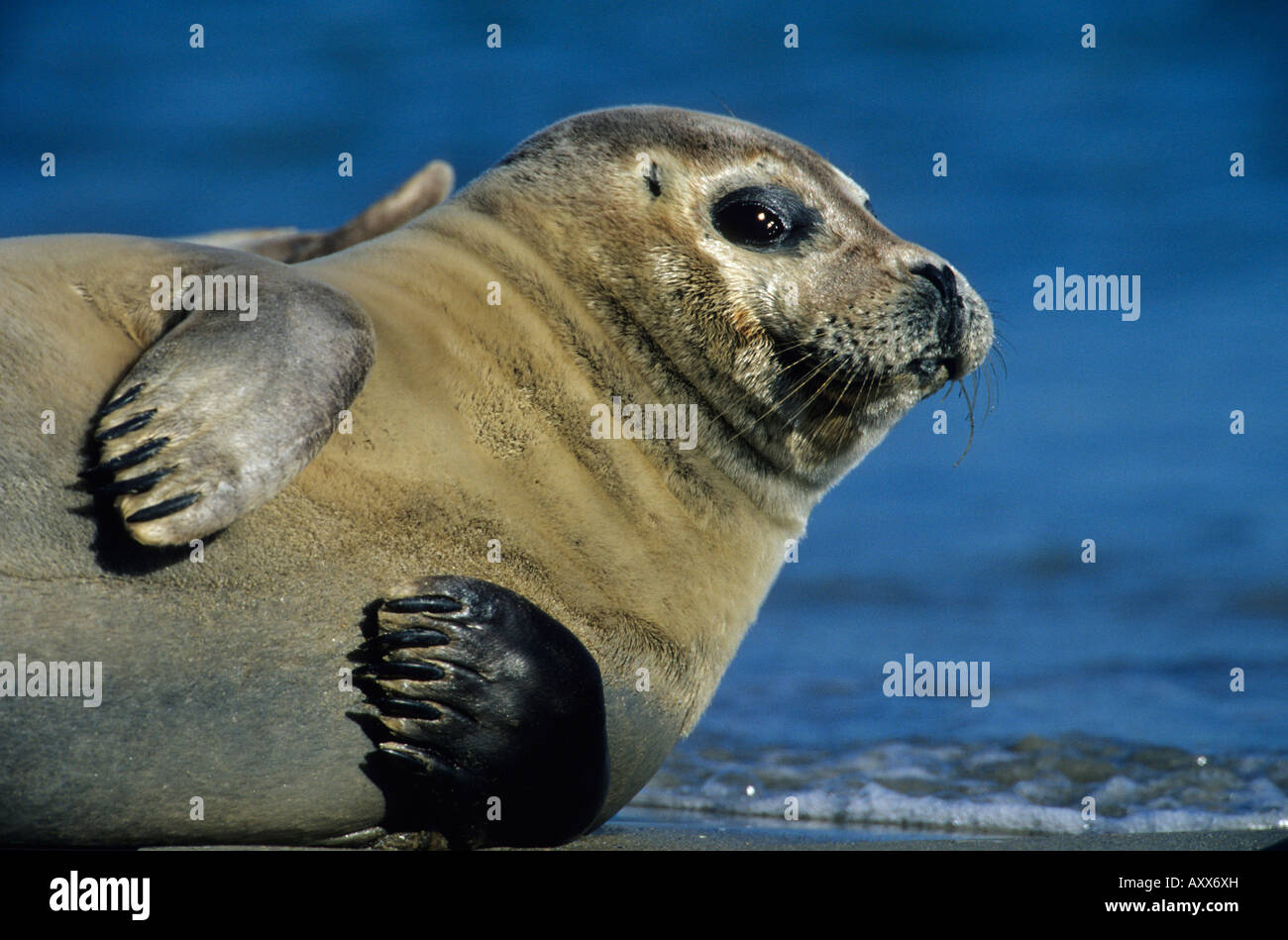 Harbor Seal, Phoca vitulina, Helgoland, Schleswig-Holstein, Germany Stock Photo