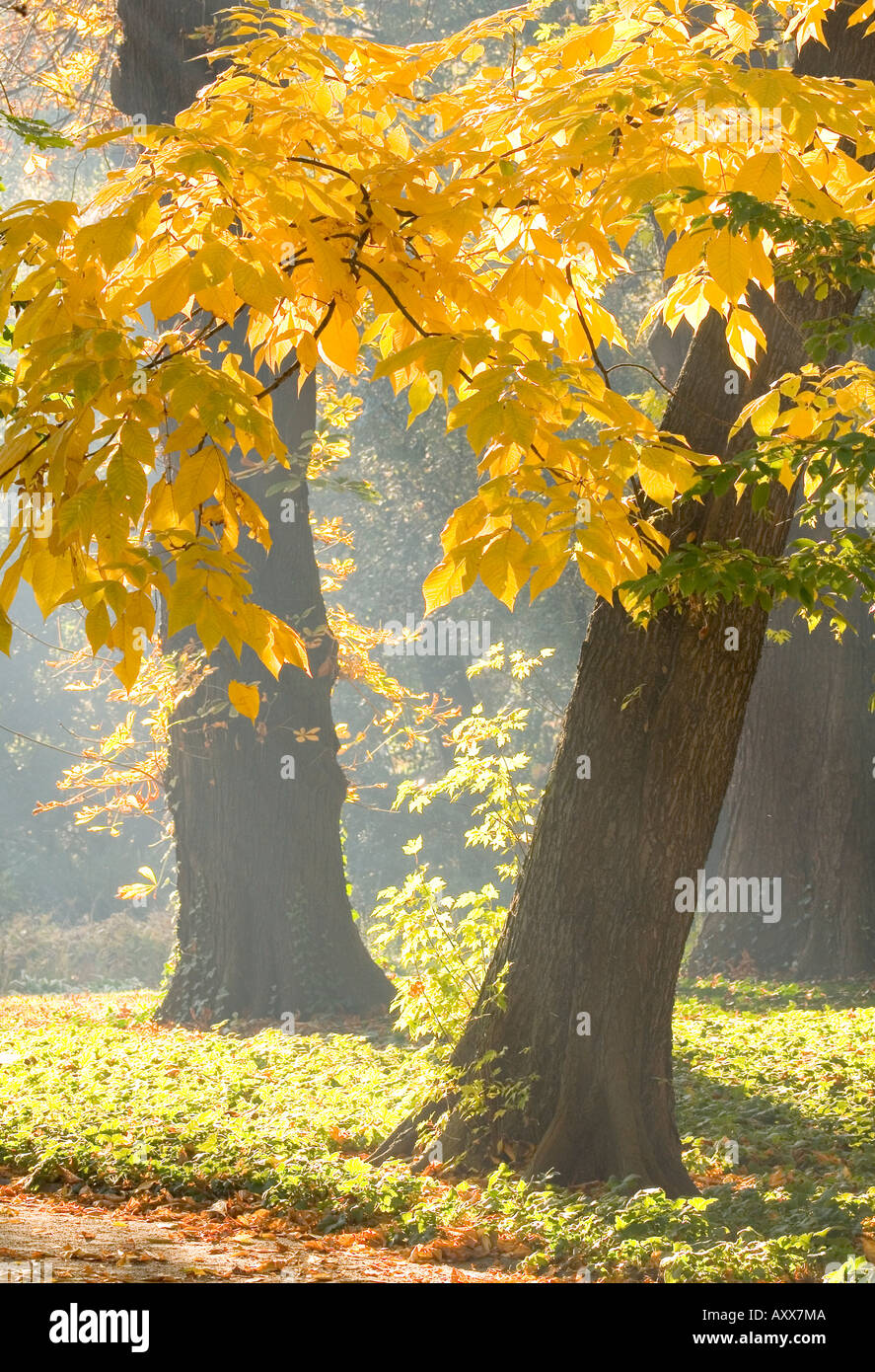 October morning Stock Photo